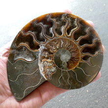 Load image into Gallery viewer, Ammonite Fossil Pair, Medium Large, filled with Aragonite Crystal
