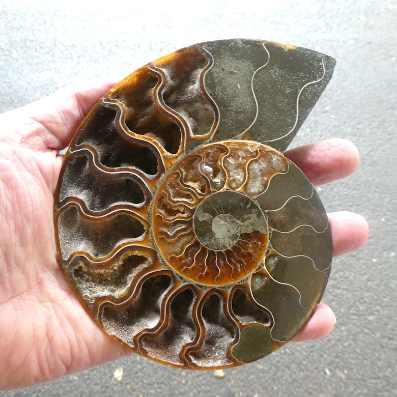 Ammonite Fossil Pair, Medium Large, filled with Aragonite Crystal