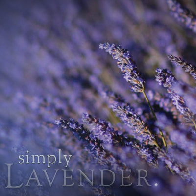 Simply Lavendar Incense | Beautifully Smelling Incense | 25 x 1 hour burn | Buckly and Phillips | Crystal Heart Since 1986 | 