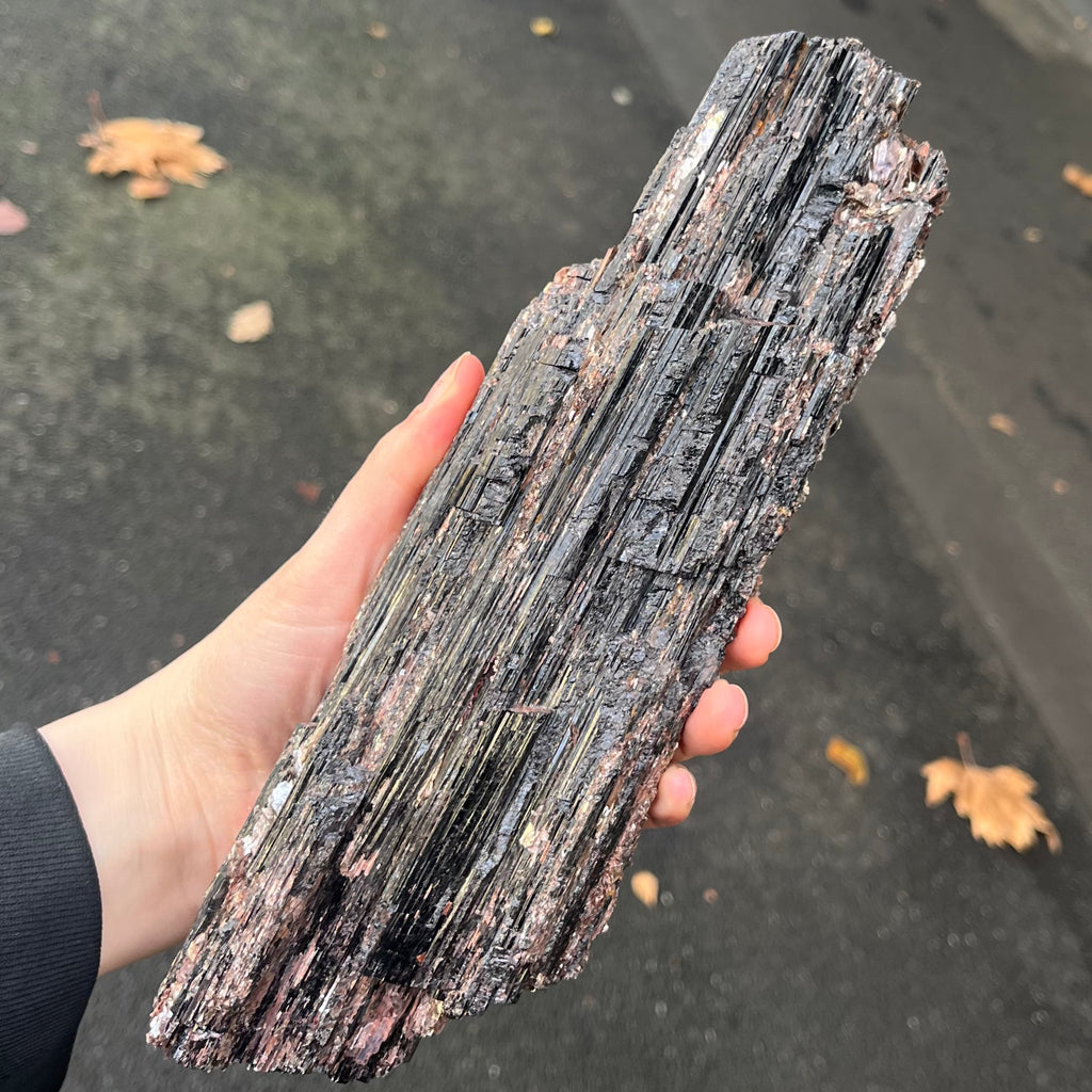 Black Tourmaline Crystal Specimen | Natural uncut raw crystal | Associated Golden Mica | Protection | Energising | Genuine Gems from Crystal Heart Melbourne Australia since 1986