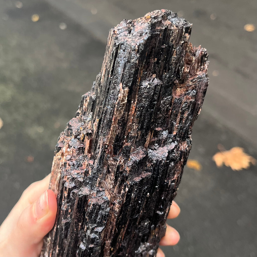 Black Tourmaline Crystal Specimen | Natural uncut raw crystal | Associated Golden Mica | Protection | Energising | Genuine Gems from Crystal Heart Melbourne Australia since 1986