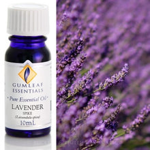 Load image into Gallery viewer, Lavender (Spike) essential oil 10ml