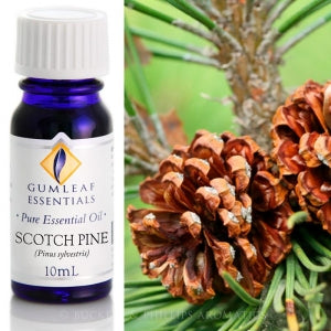 Scotch Pine Essential Oil