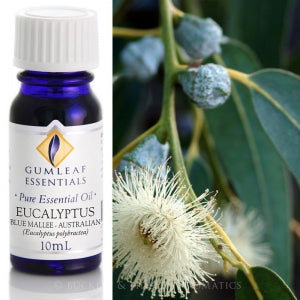 Eucalyptus (Blue Mallee) Essential oil 10ml