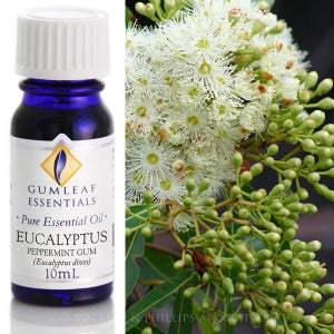 Eucalyptus (Peppermint Gum) essential oil 10ml