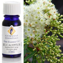 Load image into Gallery viewer, Eucalyptus (Peppermint Gum) essential oil 10ml