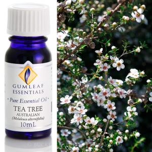 Tea Tree
