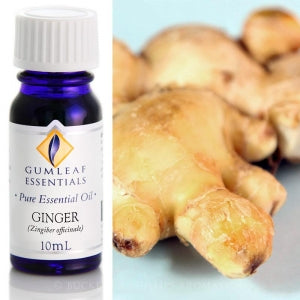 Ginger essential oil 10ml