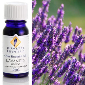 Lavandin Grosso essential oil 10ml