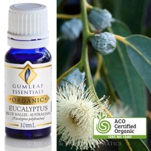 Eucalyptus (Blue Mallee)  Organic