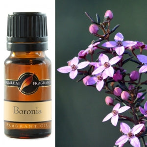 Boronia Fragrance Oil  | Fragrance Oil | Buckly & Phillip's | Australian Made | Ideal for use in oil burners, pot pourri & home fragrancing | Crystal Heart Australian Crystal Superstore since 1986 |