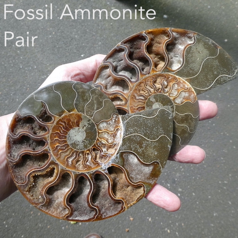 Ammonite Fossil Pair, Medium Large, filled with Aragonite Crystal