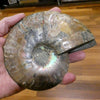Ammonite Fossil Pair, Medium Large, filled with Aragonite Crystal