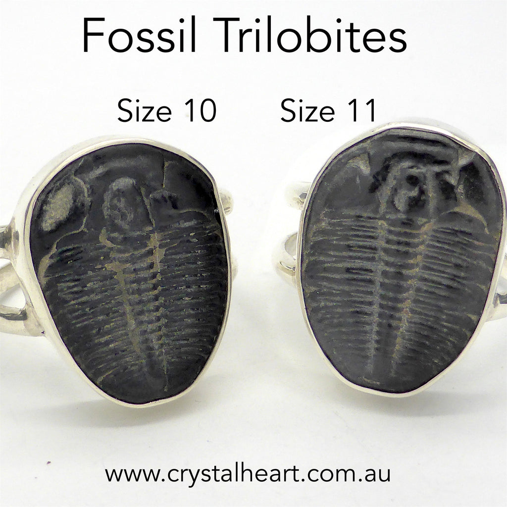 Trilobite Fossil Ring | 925 Sterling Silver  Nice details on these genuine Fossils | Large sizes US 10 or 11 | Crystal Heart Melbourne Australia since 1986