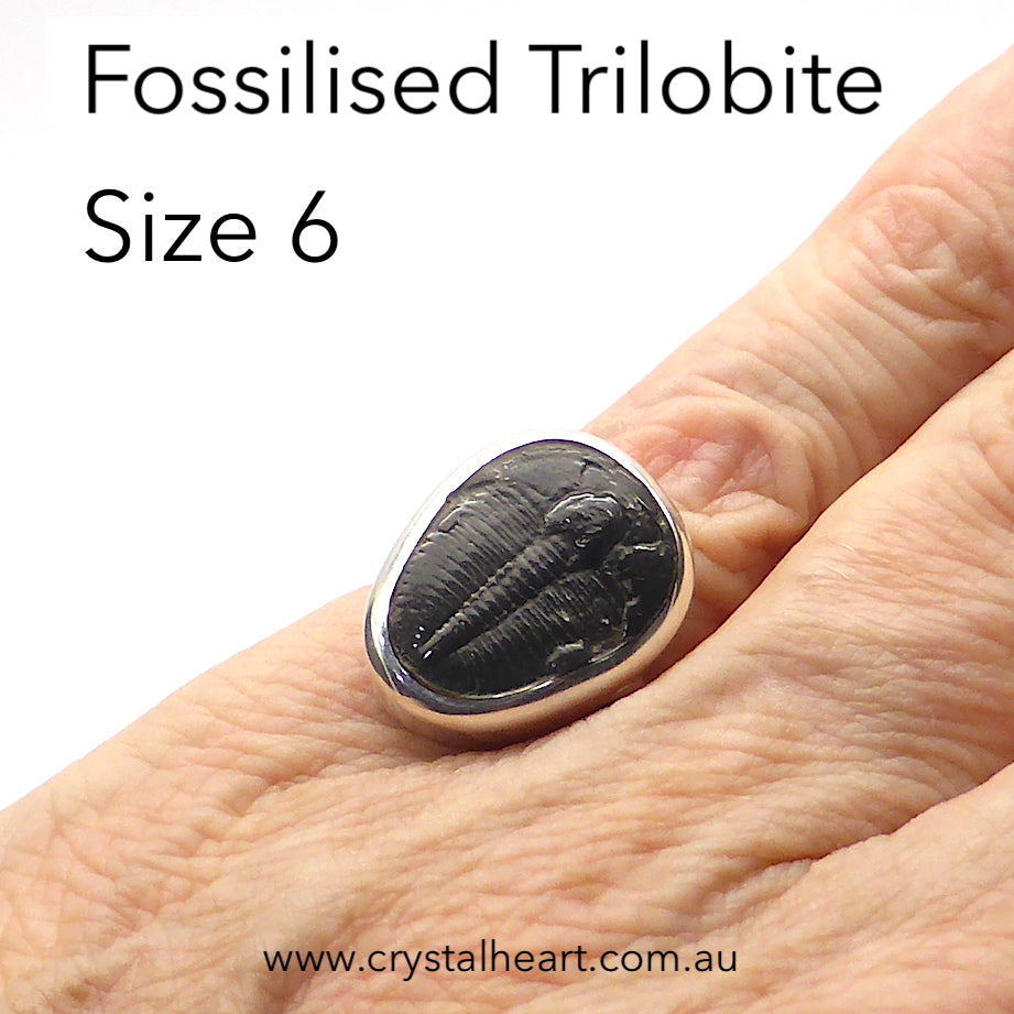 Trilobite Fossil Ring | 925 Sterling Silver | US Size 6 | Crystal Heart Melbourne Australia since 1986